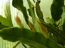 DSCN0596