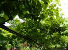 DSCN0602
