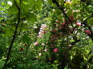 DSCN0603