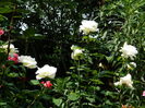 DSCN0608