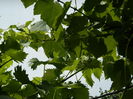 DSCN0609