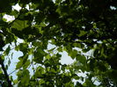 DSCN0610