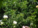 DSCN0611