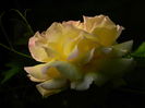 DSCN0646