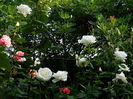 DSCN0653
