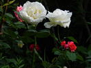 DSCN0654