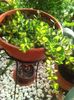 medio variegatum