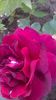 dimov 48