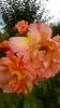 westerland