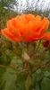 westerland