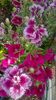 WP_20160618_19_14_51_Pro