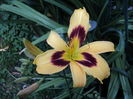 hemerocallis iun 016
