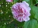 Cottage Rose