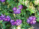 Veilchenblau