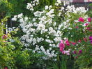 Guirlande d'Amour si Rosarium Uetersen