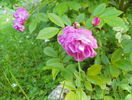 Robin Rambler