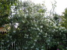 philadelphus inodorus