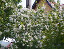 philadelphus inodorus