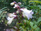 16 iun (122)