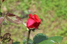 IMG_0988