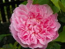 Cottage Rose