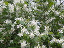 philadelphus inodorus