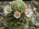 DSCN7222