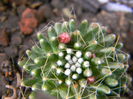 DSCN7265