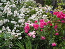 Guirlande dAmour, Mariatheresia si Rosarium Uetersen