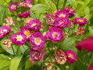 Violet Wood
