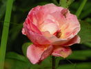 Lady Emma Hamilton