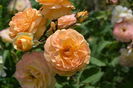 Rose de Gerberoy parfum f.placut