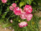 Bordure Rose