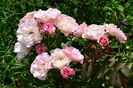 Bordure rose _second blossom