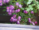 Veilchenblau