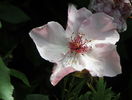 Dainty Bess