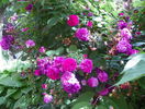 Russelliana