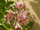 Apple Blossom