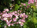 Plaisenterie