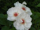 Jacqueline du Pre