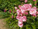 Sommerwind