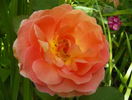 Lady Emma Hamilton