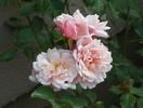 Albertine