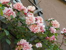 Albertine