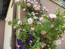 Albertine