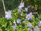 Blue Angel