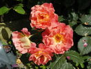Westerland