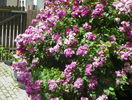 Perennial Blue