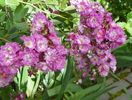 Perennial Blue