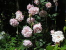 Mortimer Sackler
